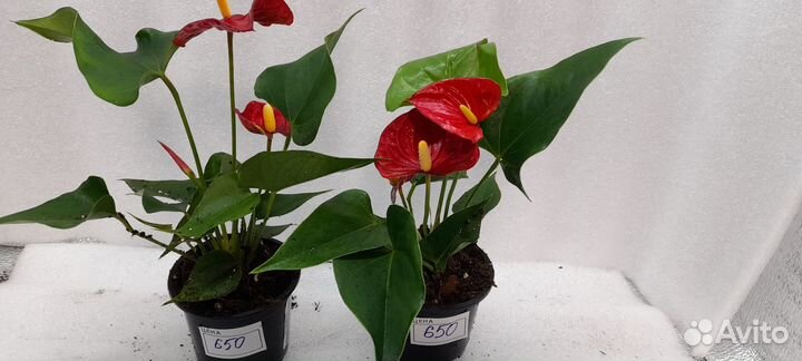 Антуриум красный. Спирит. Ванила. Джоли. Оранж