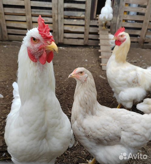 Петухи брама, доминанты, ухейилюй, маран и др