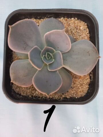 Суккуленты