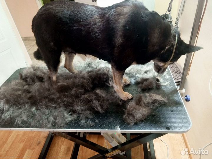 Груминг, экспресс-линька, помывка собак, кошек