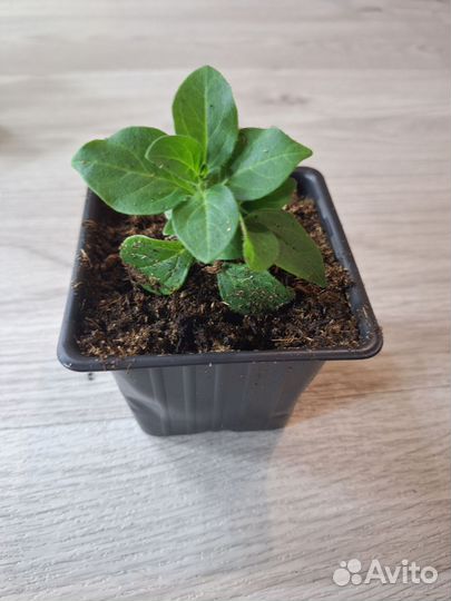 Петуния Шок Вейв, Изи Вейв