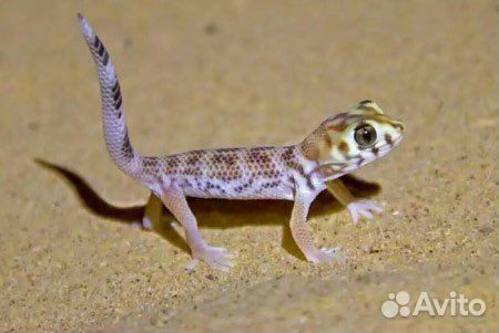 Герпетолог специалист по черепашкам и змеям, выезд