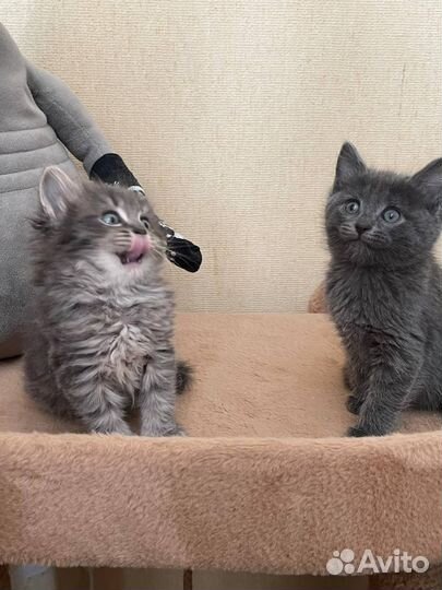 Котики в добрые руки