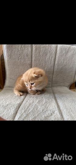 Шотландские котята