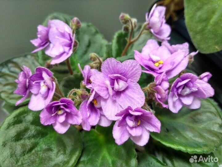 Фиалка ретро сорта (детки)