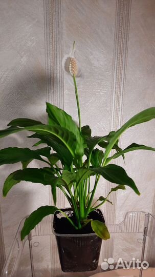 Спатифиллум