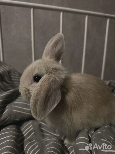 Кролики минилоп карликовый баран