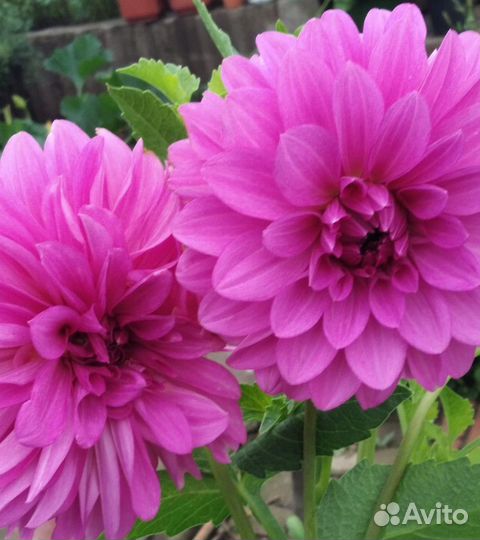 Продам клубни бордовых георгинов,пионы розовые