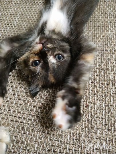 Котята приносящие в дом счастье