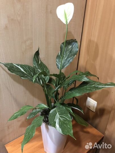 Спатифиллум даймонд