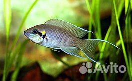 Мальки цихлиды