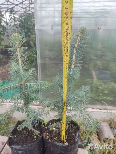 Ель голубая Glauca