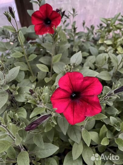 Рассада капусты