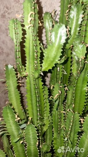 Кактус молочай дерево 1.5 метра