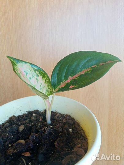 Аглаонема Boonsetthi