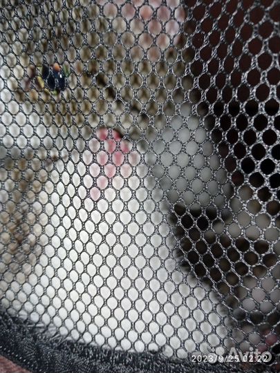 Котёнок-девочка безплатно