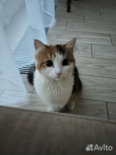 Кошечка в добрые руки