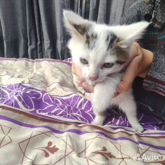 Котята в добрые руки 2 месяц