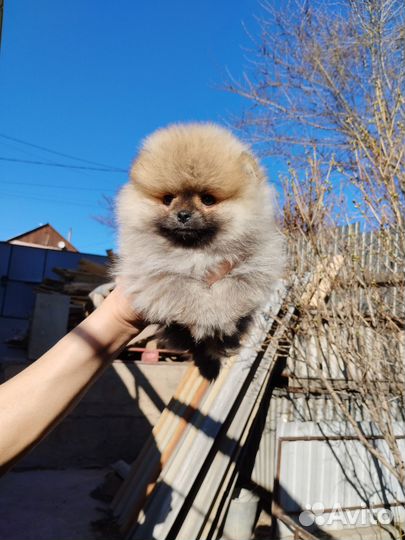 Померанский шпиц