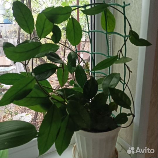 Комнатные цветы