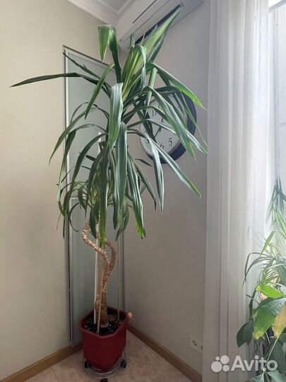 Комнатный цветок Юкка гигантская. Высота 2,5 м