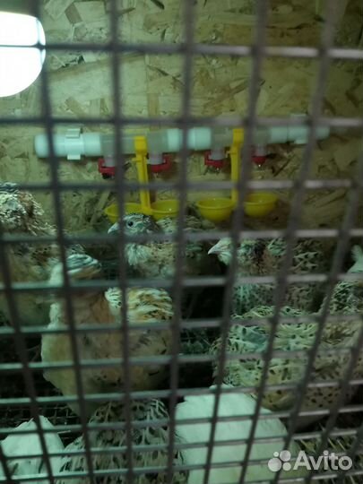 Инкубационное яйцо перепелов Техас, Феникс