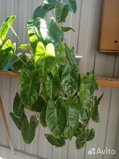 Цветы разные