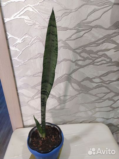 Сансевиерия (