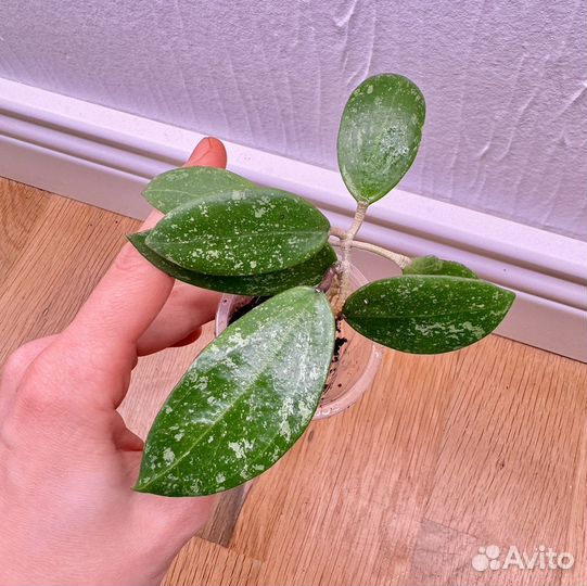 Hoya, хойи,хойя,колекционные 1