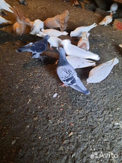 Голуби