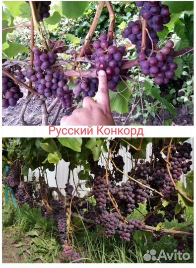 Саженцы винограда