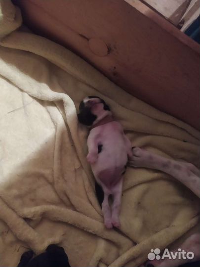 Собаки щенки