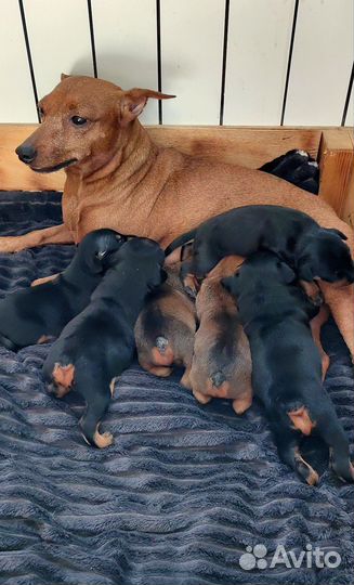 Щенки цвергпинчера