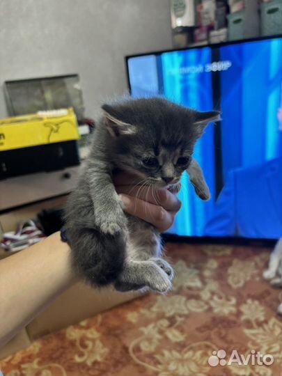 Шотландская вислоухая