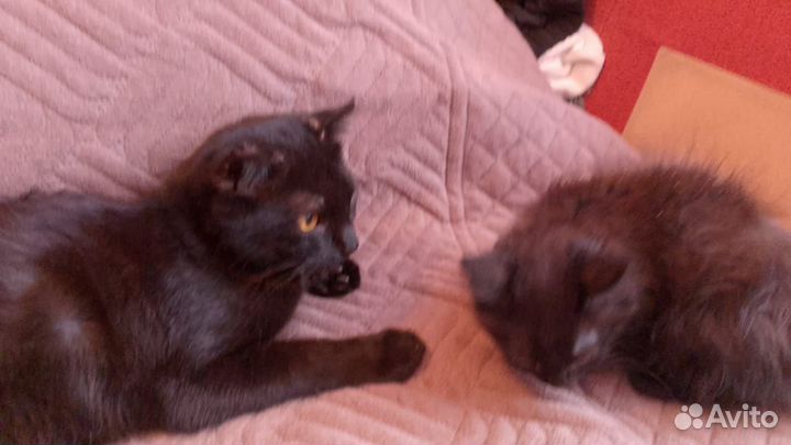 Отдам кота в Добрые руки