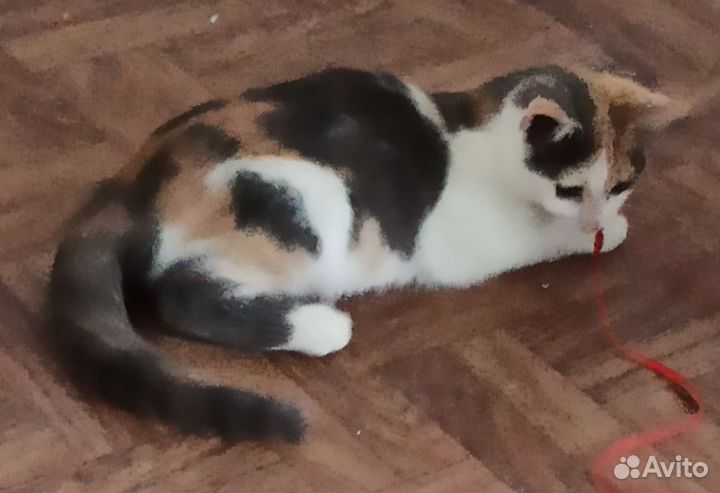 Кошки в добрые руки бесплатно