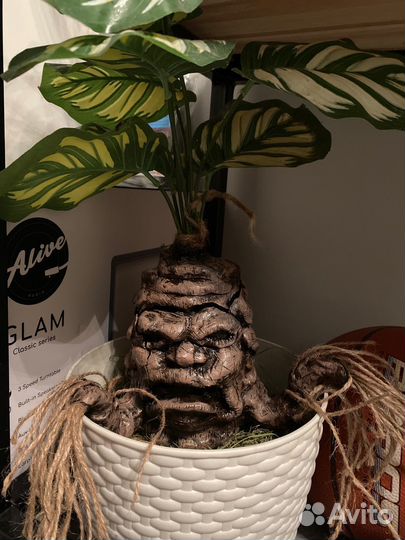 Корень мандрагоры