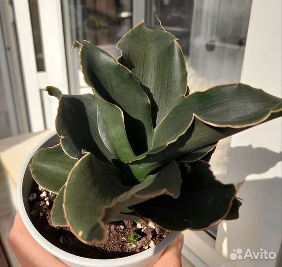 Сансевиерия сортовые