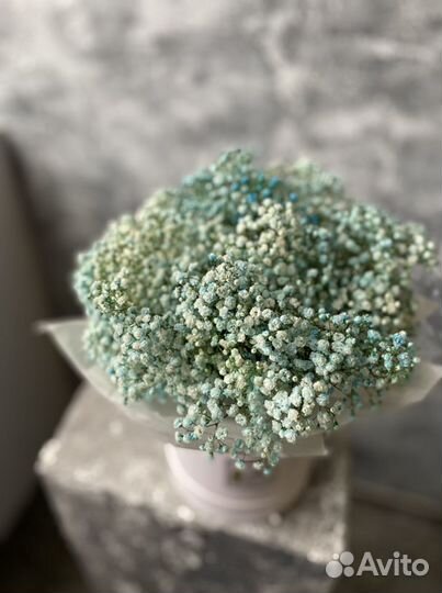 Гипсофила, розовая гипсофила, голубая гипсофила