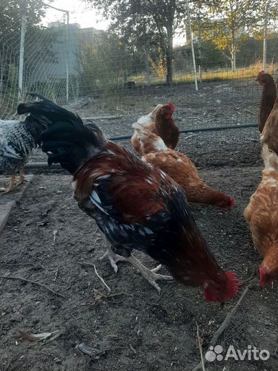 Молодые петухи