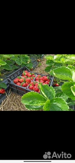 Саженцы клубники