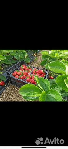 Саженцы клубники