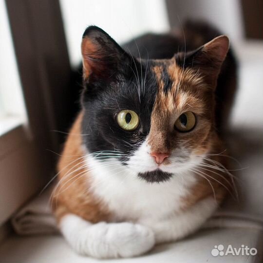 Кассандра-общительная трехцветная кошка-компаньон