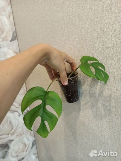 Монстера минима / адансони