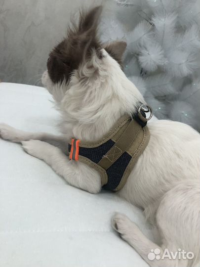 Шлейка для маленькой собаки
