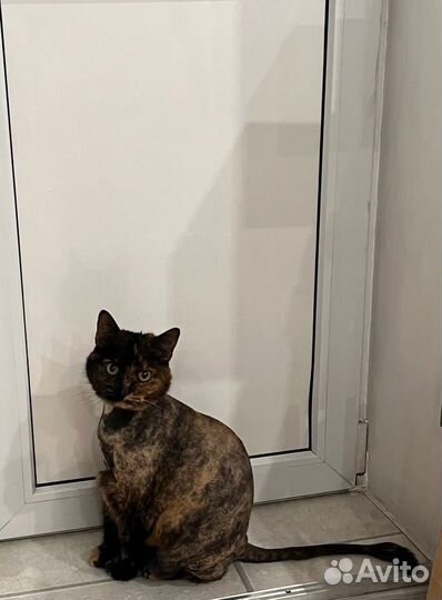 Кошка в дар бесплатно