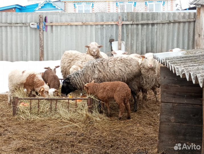Ягнята катумской породы