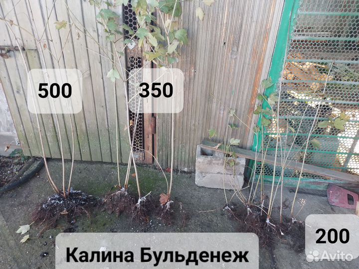 Калина бульденеш