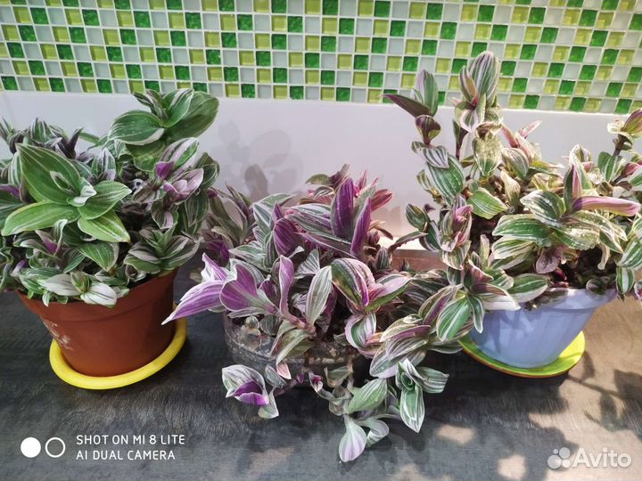 Традесканция нанук