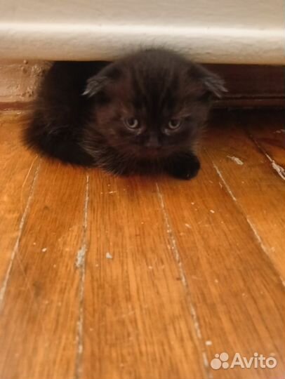 Шотландская вислоухая